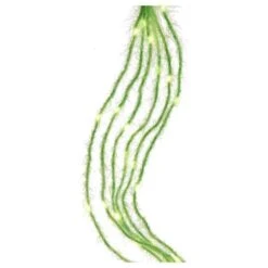 Kurt S. Adler LED Light String Set (51221) -Roman Shop 512212md