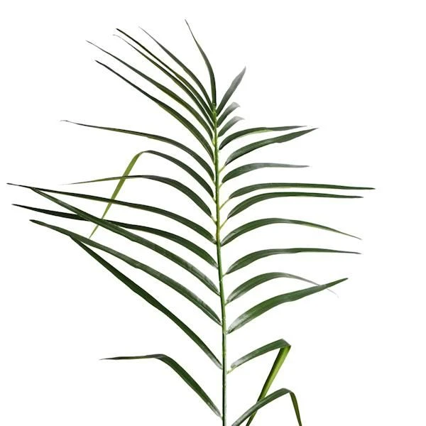 Vickerman Unlit Artificial Palm Tree (525647) 5 Vickerman Unlit Artificial Palm Tree (525647) - Image 3