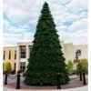 Vickerman Unlit Artificial Christmas Tree (625798) 1 Vickerman Unlit Artificial Christmas Tree (625798) -Roman Shop 625798lg
