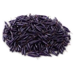 Vickerman Incandescent Mini Replacement Bulbs (500 Pack) (646526) -Roman Shop 646700pilemd 1